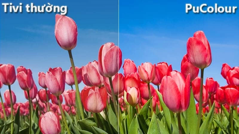 Công nghệ PurColor. Công nghệ PurColor.