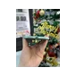 Iphone 11 64GB Cũ - Green - Cũ