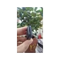 (BAND) Xiaomi Smart Band 9 Pro Demo Đen -  Cũ - TBH