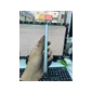 Điện thoại di động OPPO CPH2799-8GB+256GB - A6 Pro 8GB+256GB Titanium Demo - 861104080868456 - Cũ